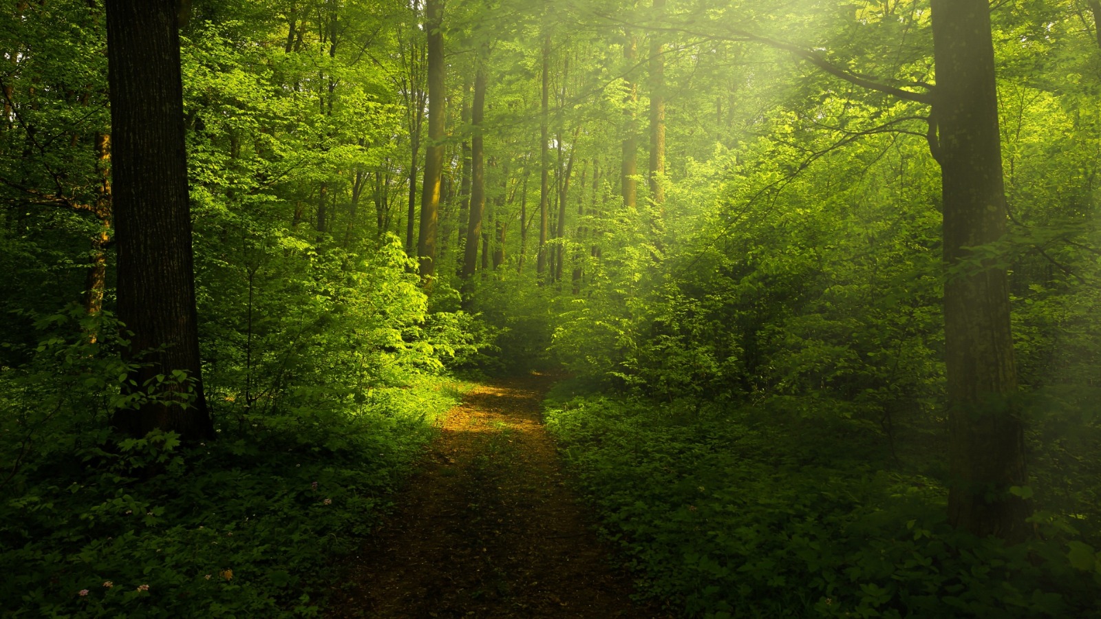 5 Haziran Dünya Çevre Günü: Plastik Kirliliğine Karşı Küresel Mücadele