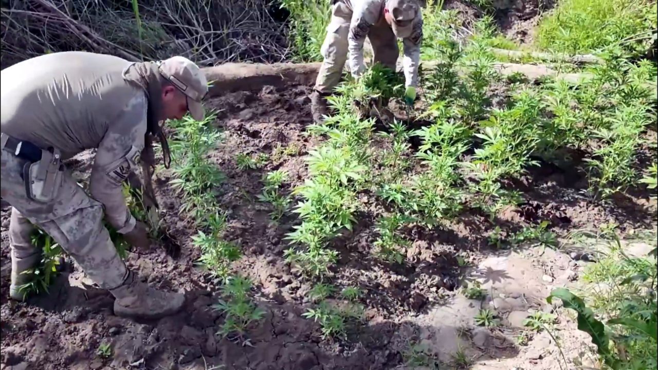 Lice’de Tarihi Uyuşturucu Operasyonu: Milyonlarca Kök Kenevir Ele Geçirildi