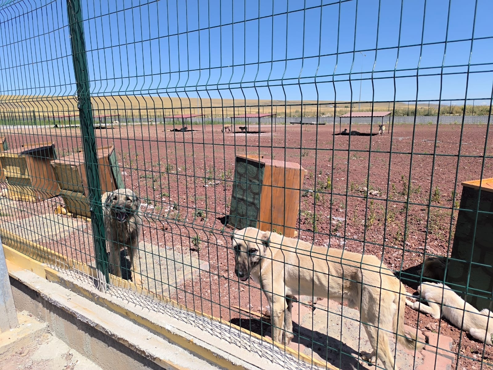 DEM Parti Heyeti Kars Hayvan Barınağında Yaşanan Olayı Kınadı