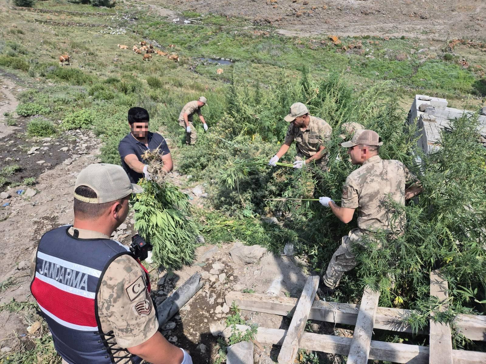 Kars’ta Uyuşturucuya Geçit Yok: 42 Binden Fazla Kenevir Bitkisi İmha Edildi
