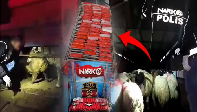Küçükbaş Hayvanların İçine Gizlenmiş 54,6 Kilogram Metamfetamin Ele Geçirildi