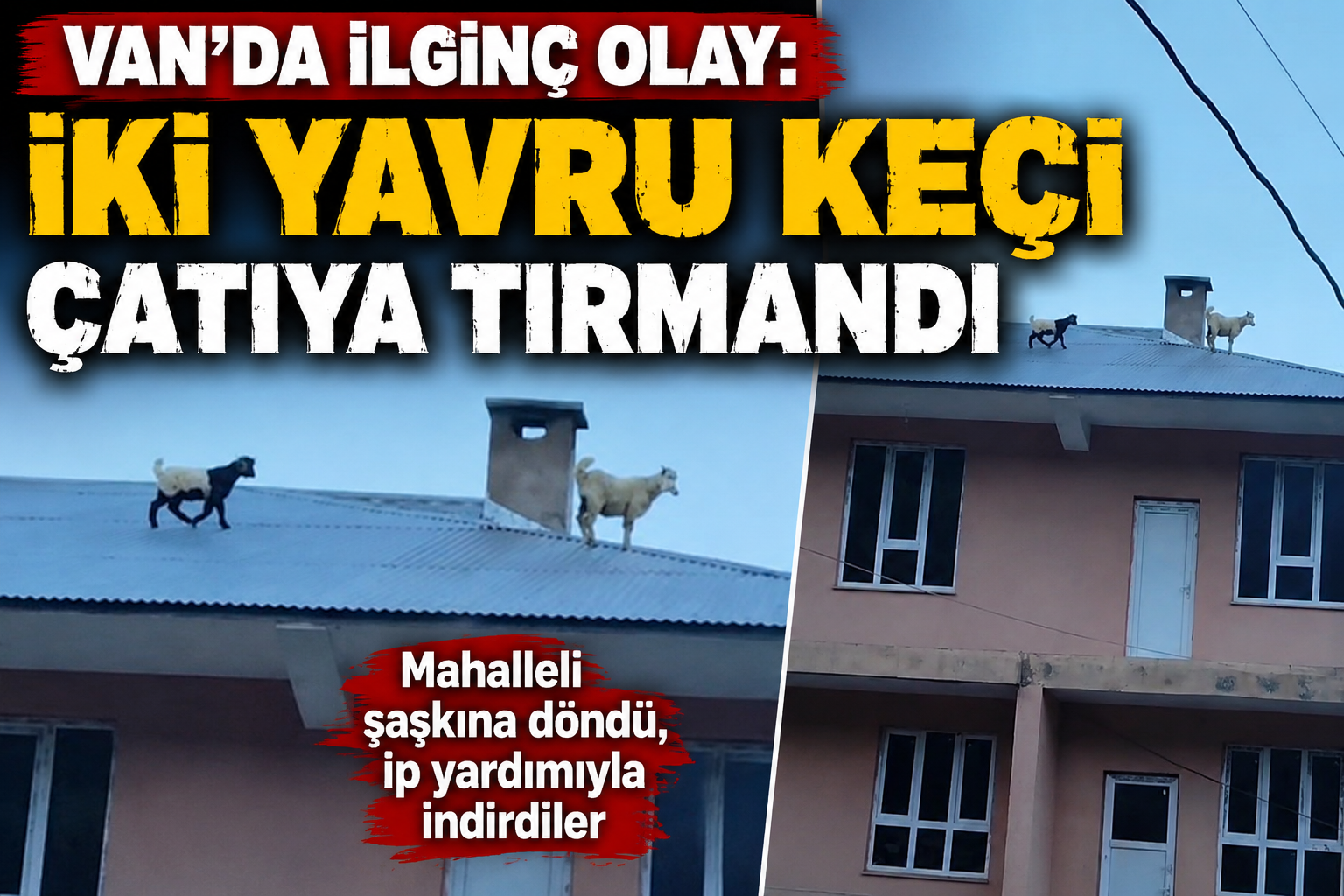 Van’da Çatıya Çıkan Yavru Keçiler Mahallede Heyecan Yarattı